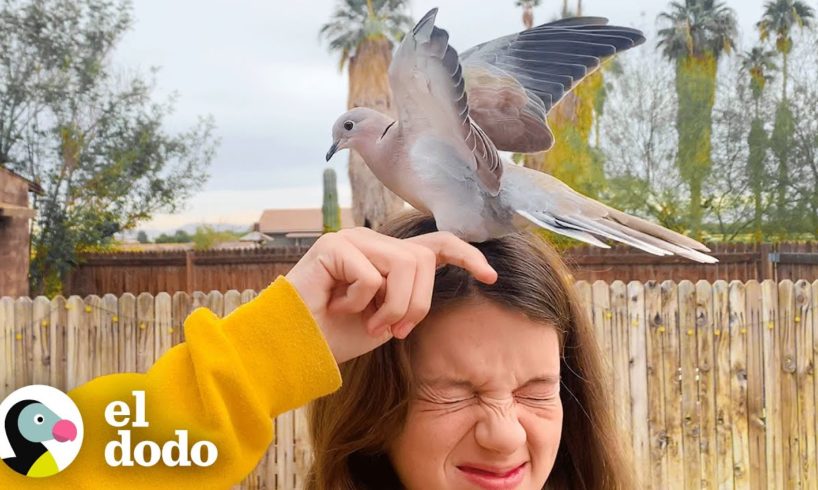 Paloma viene a visitar a la familia que la rescató todos los días | Corazones Salvajes | El Dodo