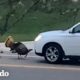 Pavo salvaje intenta luchar contra los carros que pasan | El Dodo