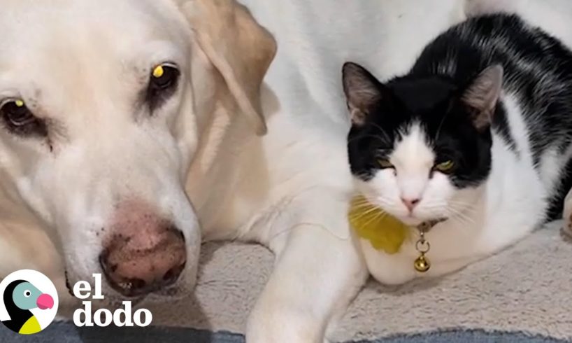 Pequeño gatito callejero no encajaba con otros gatos | El Dodo