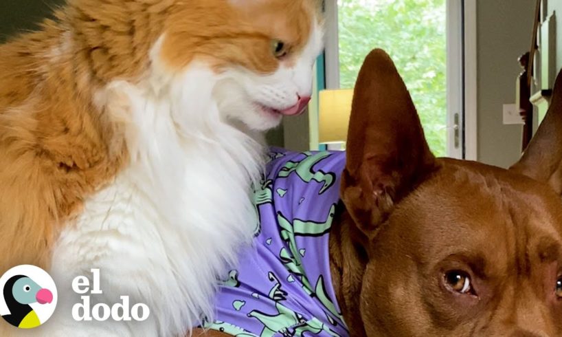 Perrita salta sobre la mesa para estar con sus gatos | Puro Pitbull | El Dodo