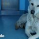 Perro de refugio asustado tiene tanta suerte de haber conocido a esta mujer | El Dodo