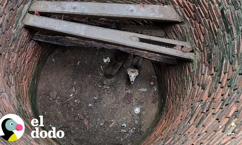 Perro es rescatado de pozo profundo | El Dodo