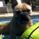 Perro está obsesionado con la piscina y pasa todo el verano en el agua | El Dodo