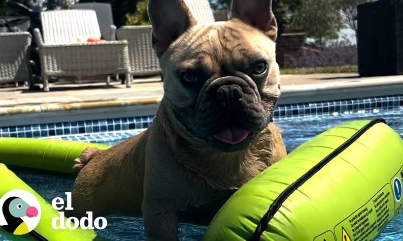 Perro está obsesionado con la piscina y pasa todo el verano en el agua | El Dodo
