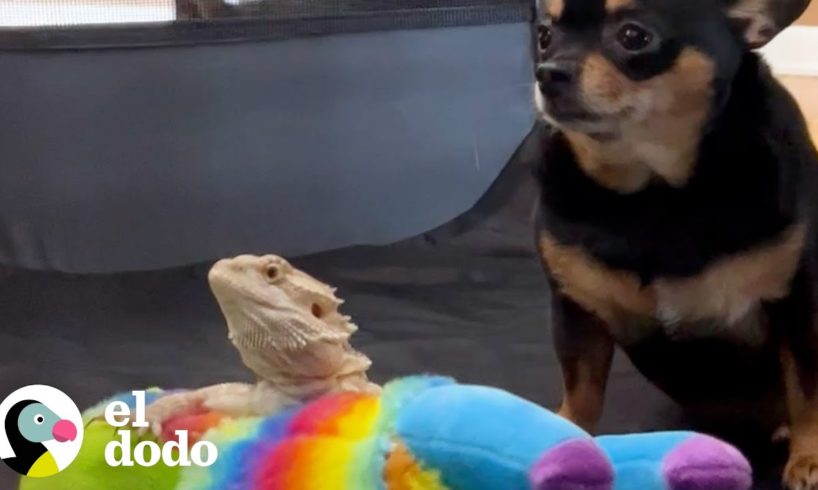 Perro esta obsesionado con su mejor amigo, un dragón barbudo | Parejas Disparejas | El Dodo