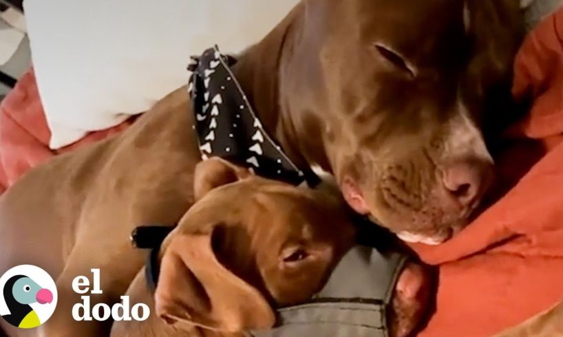 Perro le ruega a su mamá que se quede con un cachorro la mitad de su tamaño | Puro Pitbull | El Dodo