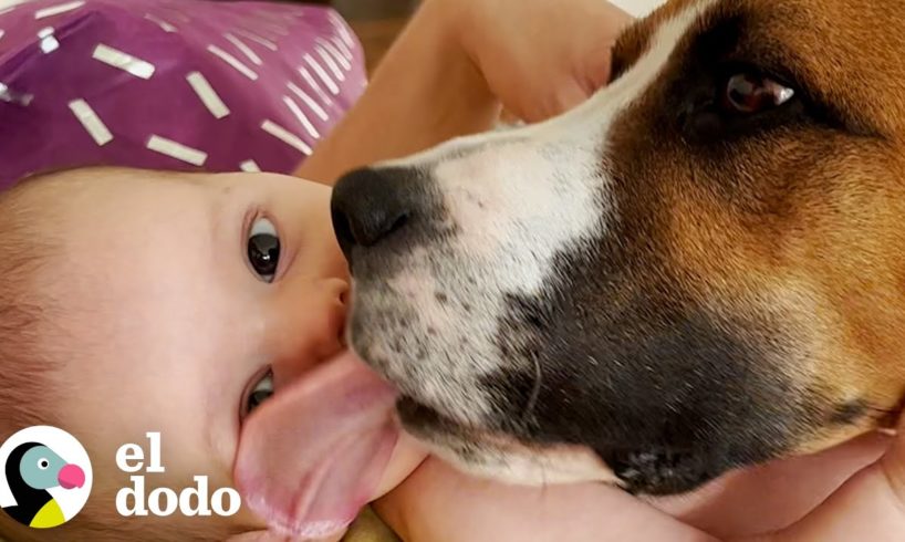 Perro rescatado que corría como loco se convierte en el hermano mayor más tranquilo | El Dodo