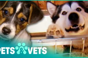 Pet Hoarder Locks Dogs In An Abandoned Pool | Animal Rescue | Pets & Vets