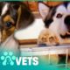 Pet Hoarder Locks Dogs In An Abandoned Pool | Animal Rescue | Pets & Vets