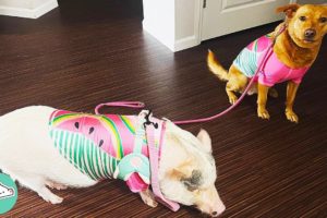 Pig Meets Dog and Two Become Inseparable Duo | Cuddle Friends