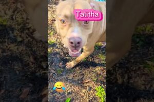 🐶 Pitbull Mini Zoomies Is My New Favorite Thing 😂