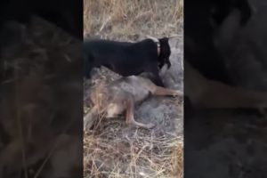 Pitbull attacks Coyote to protect Owner! Pitbull and coyote fight! (Graphic Footage)