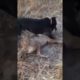 Pitbull attacks Coyote to protect Owner! Pitbull and coyote fight! (Graphic Footage)