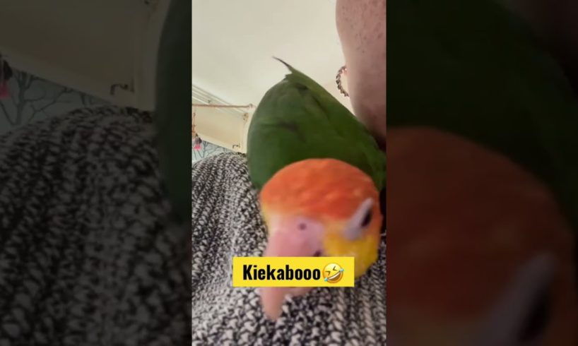 Playing peekaboo so cute🤣#shorts #animals #funny
