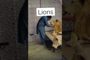 Playing with Lions | #lions #animals #animallover
