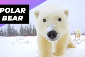 Polar Bear 🐻‍❄️ One Of The Tallest Animals In The World #shorts