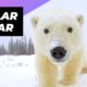 Polar Bear 🐻‍❄️ One Of The Tallest Animals In The World #shorts