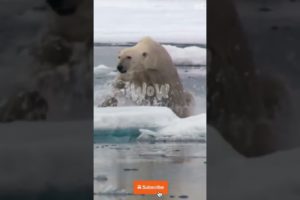 Polar Bear hunts Seal in the North Pole#Animal Fights