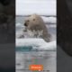 Polar Bear hunts Seal in the North Pole#Animal Fights