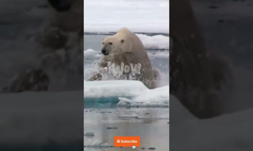 Polar Bear hunts Seal in the North Pole#Animal Fights