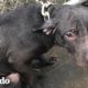 Policía encuentra un pitbull encadenado bajo la lluvia | Parejas Disparejas | El Dodo