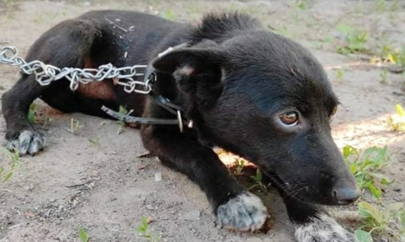 Poor puppy was rescued from ugly chain and bad life