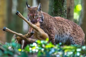 Prey Cannot Escape When Caught In Sight Lynx - Animal Fighting | ATP Earth