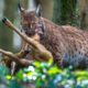 Prey Cannot Escape When Caught In Sight Lynx - Animal Fighting | ATP Earth