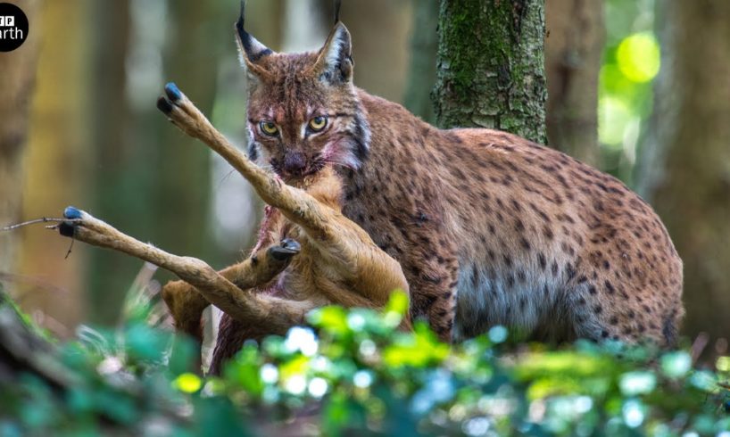 Prey Cannot Escape When Caught In Sight Lynx - Animal Fighting | ATP Earth