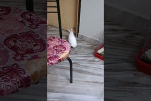 Rabbit playing video #shorts #rabbit #bunny #animals #pets @Bunny Love