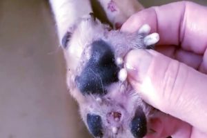 Removing Monster Mango worms From Helpless Dog ! Animal Rescue Video 2021