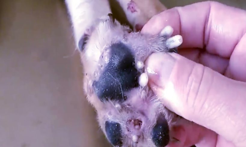 Removing Monster Mango worms From Helpless Dog ! Animal Rescue Video 2021