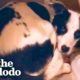 Rescue Dog Hides In The Bathroom For 12 Days | The Dodo