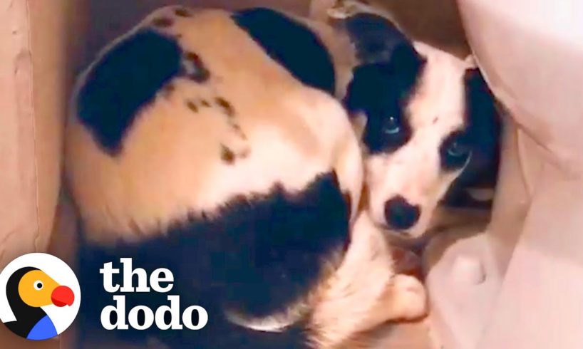 Rescue Dog Hides In The Bathroom For 12 Days | The Dodo