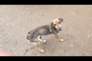 Rescue Of Starving Scared Dog Who Never Got The Chance To Eat