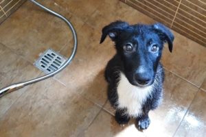 Rescue Puppy Discovers Water For The First Time