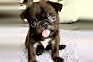 Rescue Tiny Pug Who Was Born With A Cleft Palate