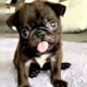 Rescue Tiny Pug Who Was Born With A Cleft Palate