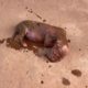 Rescue of Homeless Mother Dog with Puppies Stuck in Birth Canal