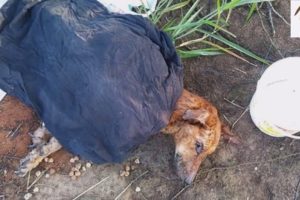 Rescue poor dog abandoned in the deserted forest, hundreds of thousands of ants are biting