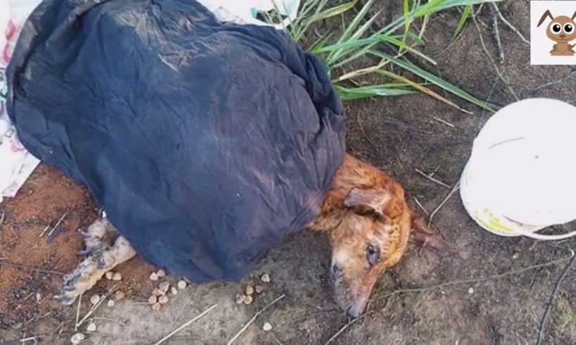 Rescue poor dog abandoned in the deserted forest, hundreds of thousands of ants are biting