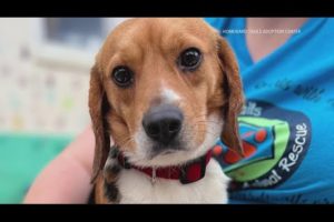 Rescued beagles arrive at Lucky Dog Animal Rescue in Northern Virginia