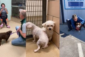 Rescuing and Adopting Dogs 11