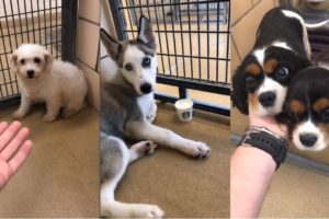 Rescuing and Adopting Dogs 13