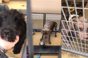 Rescuing and Adopting Dogs 16