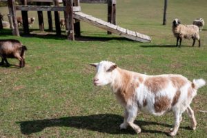 SASHA Farm animal rescue and sanctuary gives livestock animals a second chance