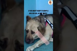 Scared Shelter Dog Learns To Face Humans Again
