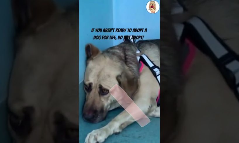 Scared Shelter Dog Learns To Face Humans Again
