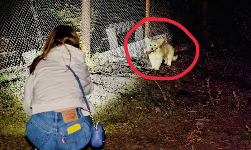 Scared Tiny Street Puppy Becomes the Biggest Love Bug after Being Rescued