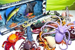 Sea Animals - Octopus, Crab, Sea Turtle, Sailfish, Whale Shark, Wobbegong, Hermit Crab, Squid